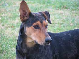 But the beauceron, german pinscher, rottweiler, and weimaraner are all. 10 Awesome Doberman Mixes You Need To Feast Your Eyes On