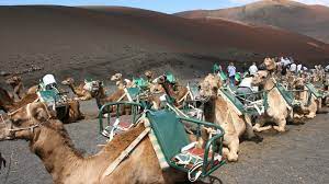 In the episode, leslie and the parks department bicker as they work on a proposal for a new town hall mural. Petition Ban Camel Rides In The Canary Islands Change Org