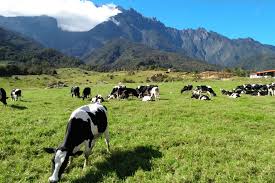 What does desa cattle mean? Sabah Naturally Desa Dairy Farm 4d3n Sabah Malaysia Land Only Tour Af Travel