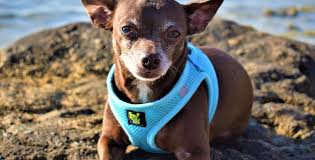 Best Chihuahua Harness Top Harnesses Leash For