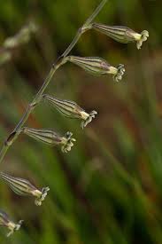Image result for Silene burchellii