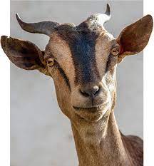 Theory of a deadman wake up call g.o.a.t. The Quizzical Gaze Of Goats Science