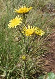 Image result for Berkheya spekeana