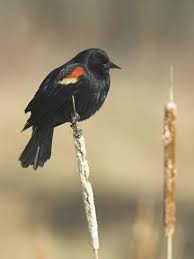 Black Bird With Yellow And Red Wing Photographic Print Red Winged Blackbird North America Poster By Glenn Bartley 24x18in Black Bird Red Wing Blackbird Bird Photo