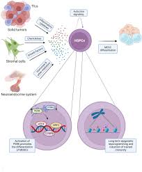 Image result for Hematologic Cancer