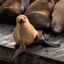 Venues at the san francisco war memorial and performing arts center are closed. Pier 39 San Francisco Restaurants Attractions Sea Lions And Shopping
