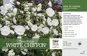 A 'standard' (tree form) blooming in july. Hibiscus White Chiffon Tree Form Rose Of Sharon 11x7 Variety Benchcard Proven Winners