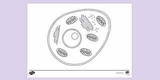 Some creatures that live beneath the waves are as bright, beautiful, and strange as the ecosystems that surround them. Typical Animal Cell Colouring Sheet Colouring Colouring Sheets