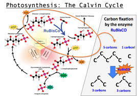 During Photosynthesis The Enzyme Rubisco Does The Work Of Reducing Carbon Dioxide From The Atmosphere It Is Reacted With A Mo Photosynthesis Enzymes Molecules