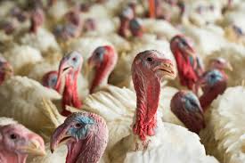 El año 1918 mató a 50 2007 el ministerio de salud de indonesia ha anunciado la muerte de un caso de infección humana por virus de la gripe aviar h5n1 anunciado con anterioridad. Reino Unido Confirma Gripe Aviaria H5n8 Em Fazenda De Perus Suino Com