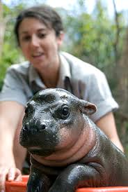 The birth tuesday with a video showing the tiny critter bonding with his mother and receiving a physical exam and a gentle bath from the veterinary and animal care team. Monifa Takes A Bath This Is Monifa Is A Rare Pygmy Hippo B Flickr