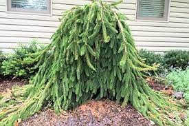 Maybe you would like to learn more about one of these? Weeping Norway Spruce Picea Abies Pendula Usda Hardiness Zone 2 8 Sun To Part Shade Cho Landscape Design Rock Landscaping Ideas Landscaping With Rocks