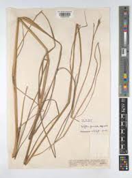 Image result for Urelytrum agropyroides