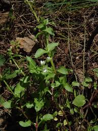 Image result for Stellaria sennii