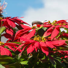 Image result for Euphorbia pulcherrima