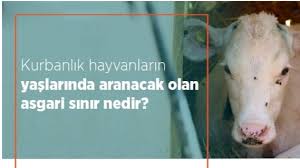 Kurbanlik Hayvanlarin Yaslarinda Aranacak Olan Asgari Sinir Nedir Bedir Haberbedir Haber