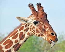 Exclusive Elephant Or Giraffe Feeding Colchester Zoo