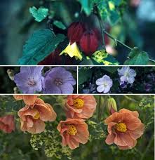 Image result for Abutilon sp.no.2