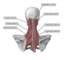 Neck diagram of muscles, arteries, and skeleton. Crossfit Cervical Muscles Part 2