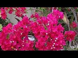 Pin On Gardening Flowers