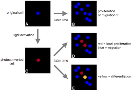 Check spelling or type a new query. Plos One Tracking Single Cells In Live Animals Using A Photoconvertible Near Infrared Cell Membrane Label