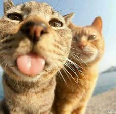 Cat Selfie Cute Animals Funny Animals Cute Funny Animals
