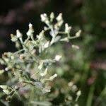 Image result for Pseudoconyza viscosa