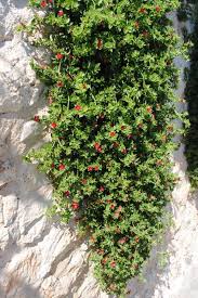 Aptenia cordifolia what's the best groundcover for hot, hot sun? Pin On Baste Gardens