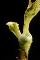 Image result for Orthochilus mechowii