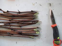 Le Bouturage De La Vigne Ma Passion Du Verger