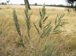 Image result for Eragrostis congesta