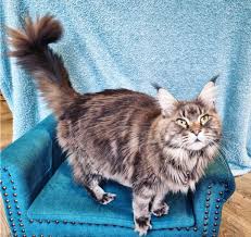 Lou Lou, Tyson, Marley & Dolly