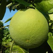 Image result for Citrus maxima
