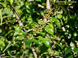 Image result for Colubrina asiatica