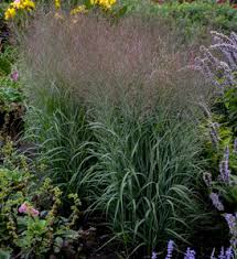 Image result for Panicum novemnerve