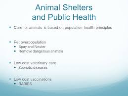 No matter the animal or the family, we firmly believe that no pet should go without medical care. Comparison Of Three Massachusetts Animal Shelters Madalyn Black Ppt Download