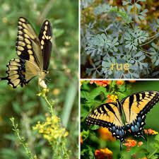 Image result for Rourea thomsonii