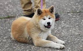 This breed is not very aggressive, but her large size and loud bark can serve to deter intruders. Brilliant Best Guard Dogs For Families Petmoo