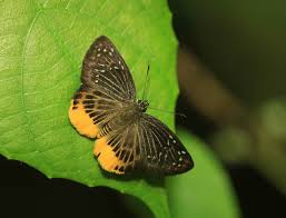 Image result for Trichoneura