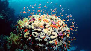 It is this food web that makes the great barrier reef what it is, and is an example of why the influence of man is one of the main threats to the future of the reef and its continued survival as the world's largest living organism. Record Investment In The Great Barrier Reef To Drive Jobs Great Barrier Reef Foundation