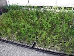 Image result for cuttings thujas