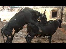 Bull and cow sex video