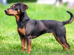 Image result for jagdteriér