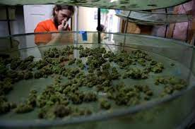 A Colorado Marijuana Guide 64 Answers To Commonly Asked Questions The Denver Post