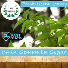 Check spelling or type a new query. Daun Semambu Di Sabah