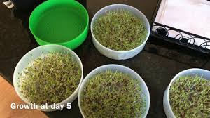 They are not only nutritional powerhouses, but also one of the easiest foods to grow indoors. How To Grow Broccoli Sprouts As Discussed By Dr Rhonda Patrick On The Joe Rogan Podcast Youtube