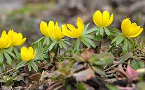 During the spring and summer, children become familiar with bright green foliage, flowers in bloom, and a warm climate. The Best Plants For Winter Garden Colour David Domoney