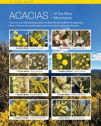 Image result for Bacopa hamiltoniana