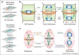 How are plant cell division. Plant Cell Division Defining And Finding The Sweet Spot For Cell Plate Insertion Sciencedirect