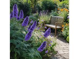 Image result for Komule empire blue